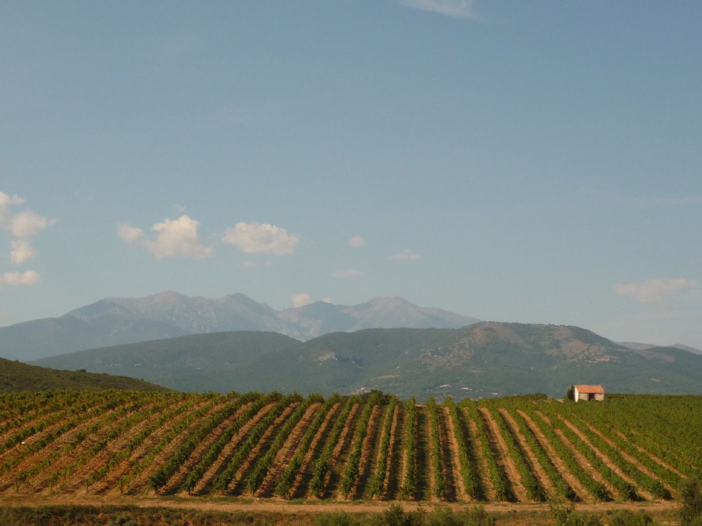 Superbe domaine viticole à vendre en AOP Cotes du Roussillon Aspres AOP Rivesaltes et IGP