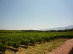 Superbe domaine viticole à 25 mm de Perpignan