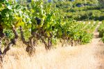 Achat de vigne dans l'Hérault