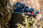 Récolte de raisins, dans vignes en AOP Saint Chinian dans l'Hérault
