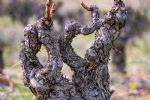 Achat de vigne bien encépagées dans l'Hérault