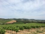 Super vignoble à vendre en Languedoc