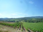 Superbe Vignoble à vendre en Languedoc en AOP LIMOUX et I.G.P.