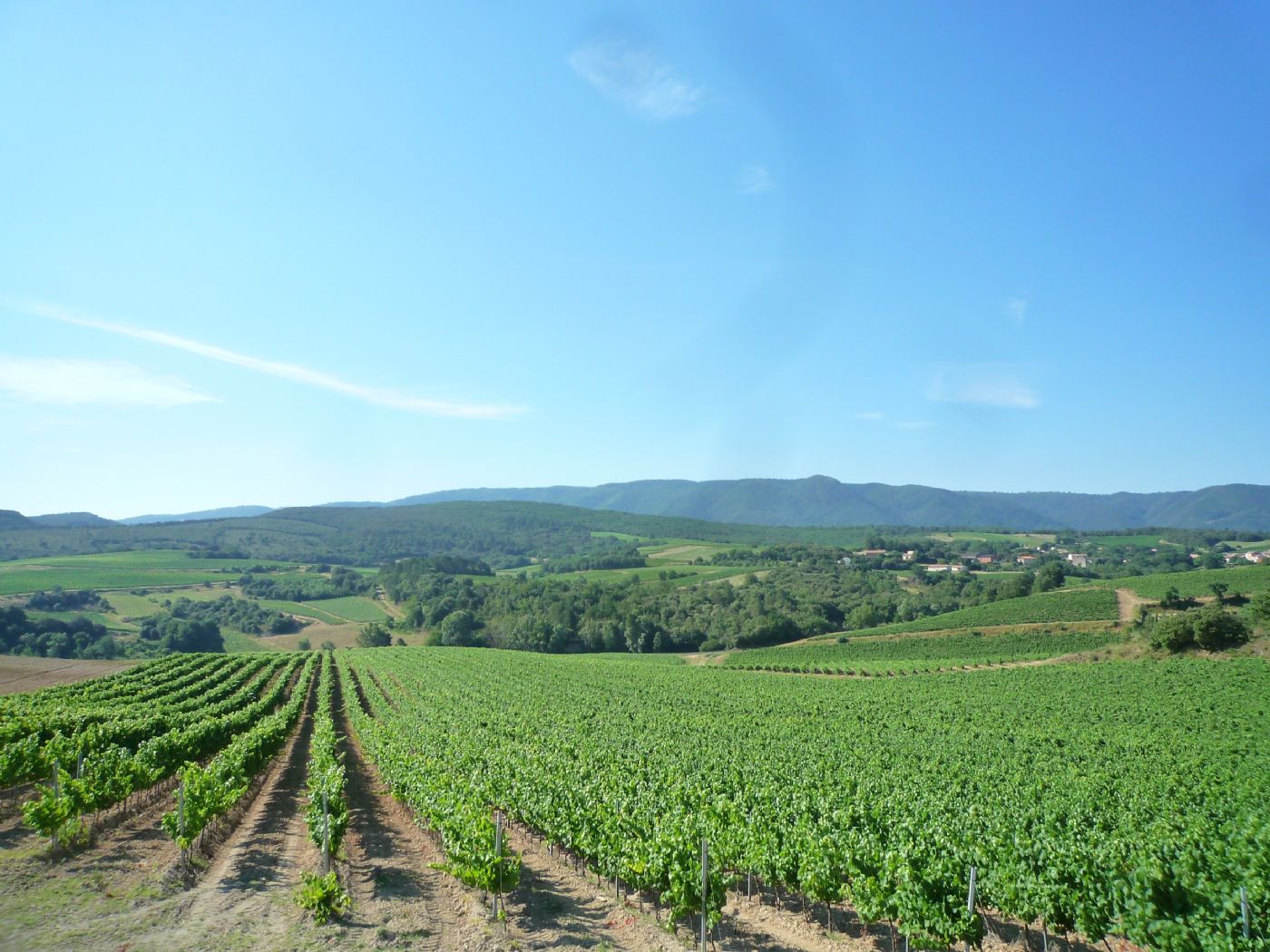 Vineyard for sale in AOP Limoux and IGP
