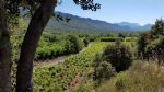 Purchase vineyard in Languedoc