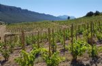 Organic wine estate for sale in Roussillon
