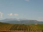 Vignoble d'altitude à vendre en Roussillon