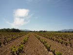 Achat vignoble au coeur des Aspres proche de Perpignan