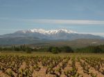 Vignoble à vendre dans le Roussillon