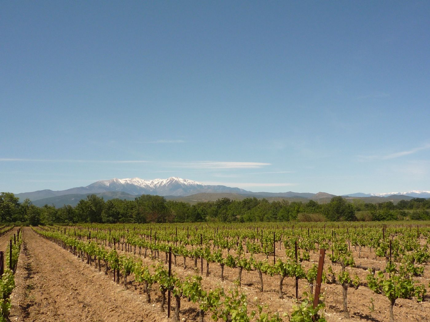 Vineyard up for sale in the heart of the Aspres