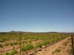 Magneficient vineyard purchase located in the heart of the Aspres