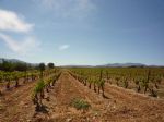 Vineyard on beautiful lands purchase