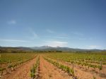 AOP Muscat de Rivesaltes vineyard up for sale