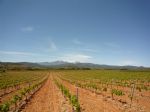 AOP Roussillon vineyard up for sale