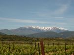 Vineyard up for sale located nearby Perpignan in the heart of the Aspres