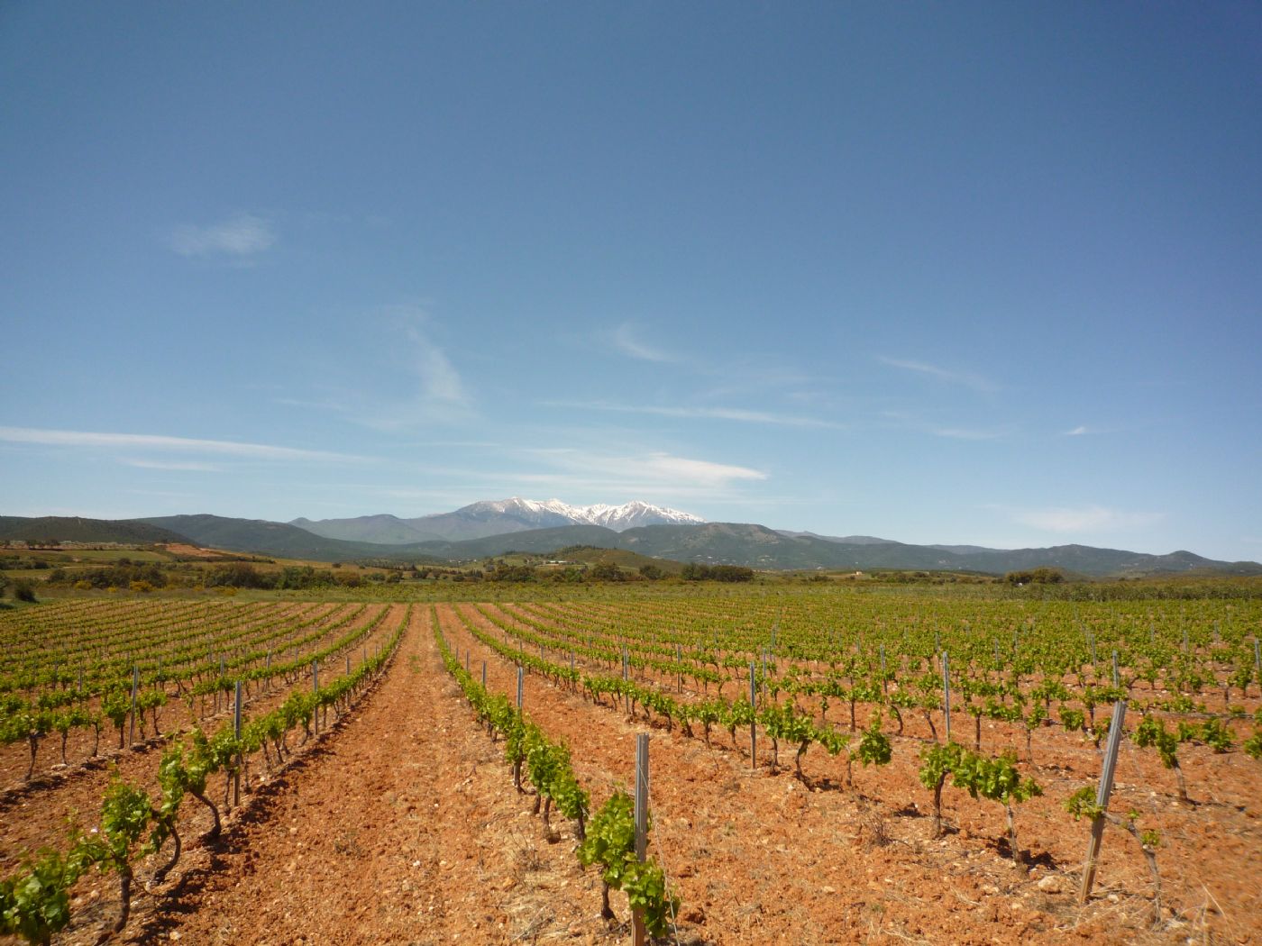 Vignoble à vendre en AOP Roussillon