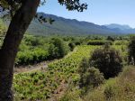 Domaine viticole Bio en Languedoc