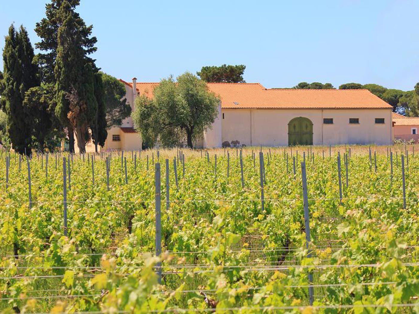 Wine estate for sale in Languedoc