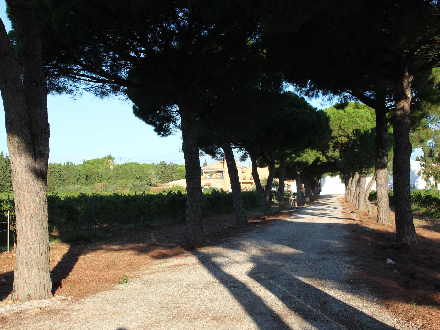The purchase of wine estate on the outskirts of Perpignan