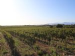 Vignoble bien encépagées en AOP Côtes du Roussillon