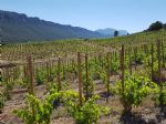 Achat domaine viticole Bio en Languedoc.