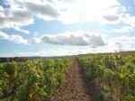 Vignoble du domaine viticole à vendre en Languedoc. IGP.