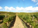 Vue des vignes du domaine viticole en Languedoc AOP IGP à vendre.