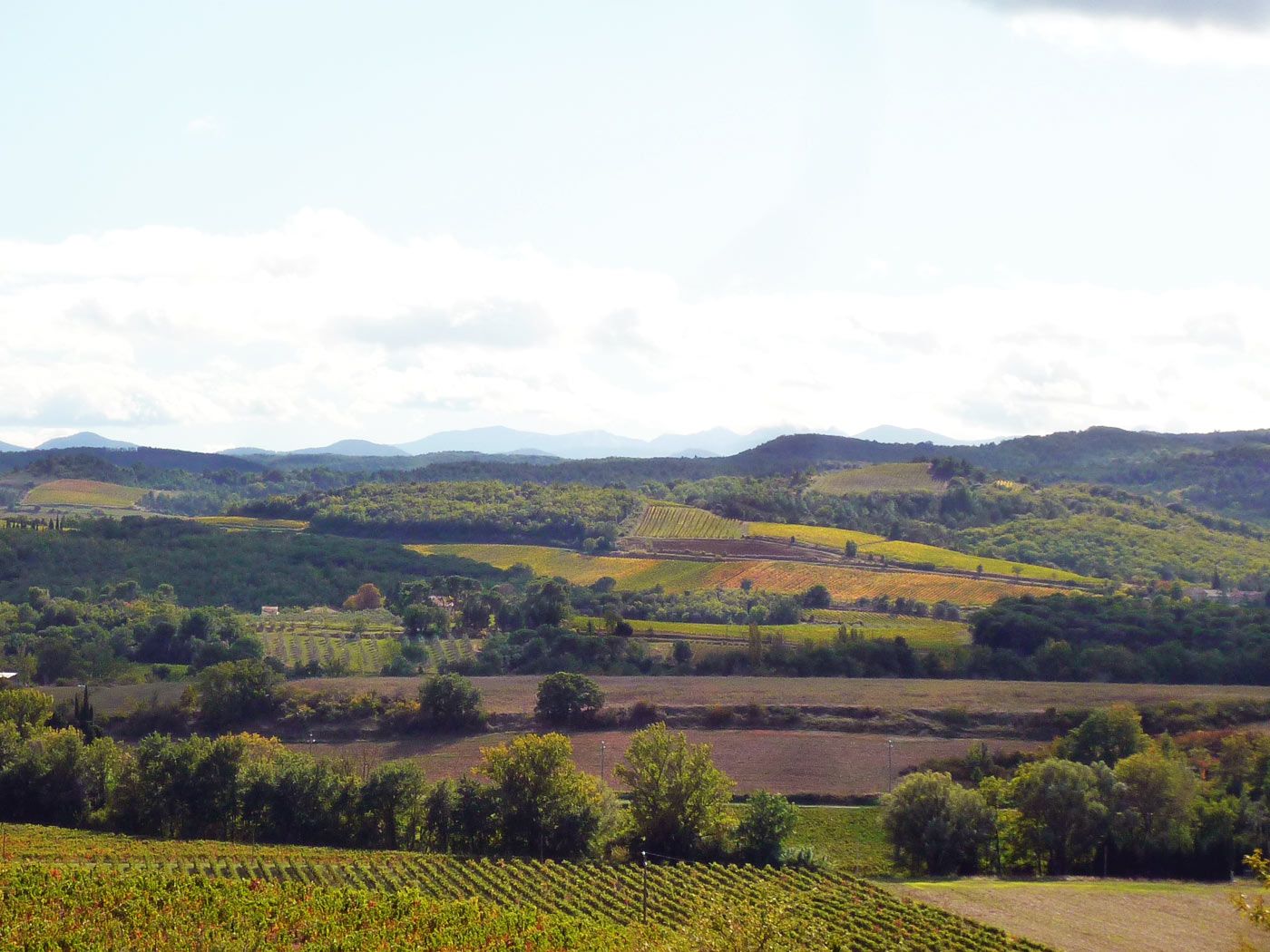Vue des vignes, domaine Viticole à vendre en Languedoc AOP.