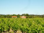 Vue des vignes d'un charmant domaine viticole en Languedoc