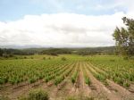 Beau vignoble en Languedoc.