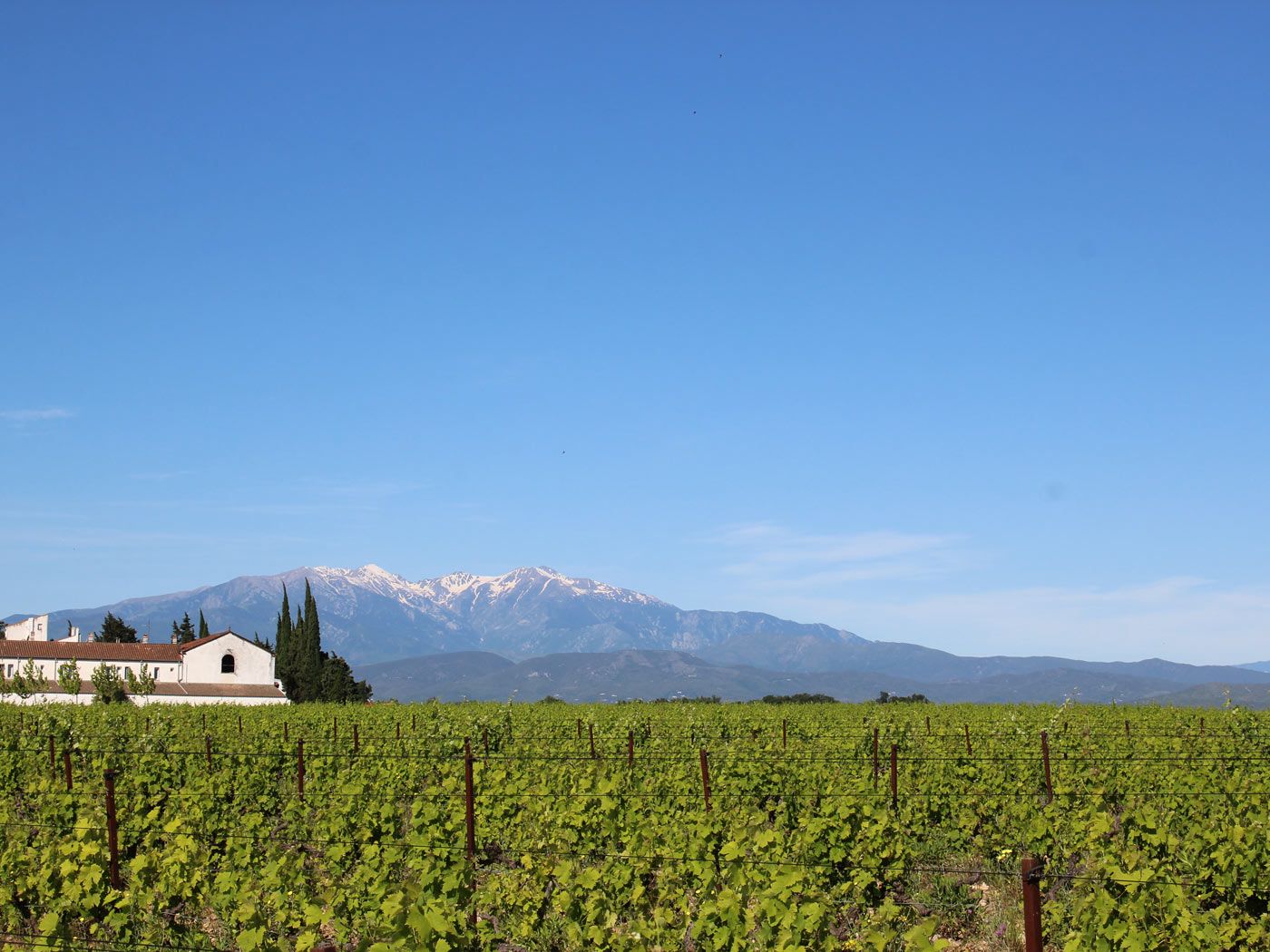 Vineyards vineyard in HV3 Near Perpignan