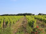 Vignes domaine Viticole en HV3 AOP Côtes du Roussillon Aspres