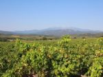 Vignoble AOP Côtes du Roussillon au cœur des Aspres.