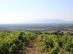 Vignoble AOP Côtes du Roussillon près de Perpignan