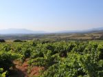 Vignoble Muscat de Rivesaltes près de Perpignan