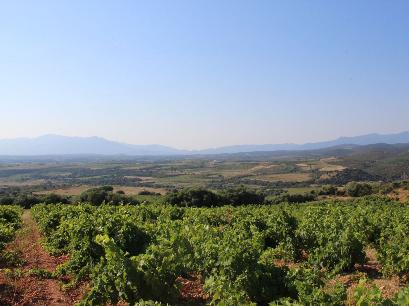 AOP Côtes du Roussillon and Muscat de Rivesaltes magneficient vineyard
