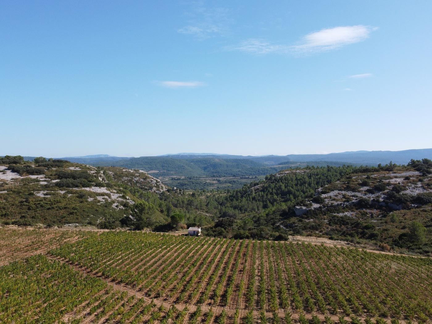 Vignoble d'altitude en Languedoc