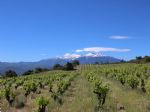 Joli vignoble d’altitude en AOP Côtes du Roussillon