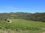 Joli vignoble d'altitude en Languedoc-Roussillon