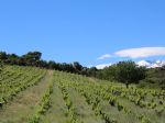 Vignoble en Languedoc-Roussillon magnifique terroir d'altitude