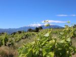 Vue vignoble d'altitude en AOC Côtes du Roussillon