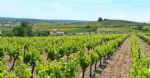 Les vignes du domaine viticole à vendre dans de Languedoc, proche d’un village avec vue sur la campagne