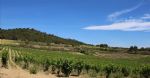 Les vignes du domaine viticole Bio dans l'Aude en AOP Corbières