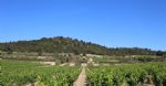 Les vignes de la propriété viticole Bio dans l'Aude en AOP Corbières