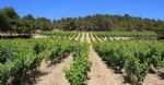 Les vignes de la propriété viticole Bio dans l'Aude en AOP Corbières