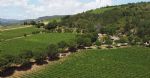 Vignoble d’altitude avec de superbes vues panoramiques, domaine viticole a vendre en AOP Languedoc et IGP