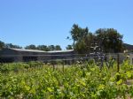 Vue des vignes, beau domaine Bio en AOP Languedoc