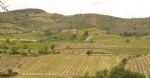 Le vignoble du domaine viticole Bio dans l'Aude à vendre, sur un beau terroir AOP