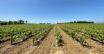 Vignes du domaine-viticole dans le Languedoc.