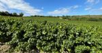 Chardonnay, Merlot, Pinot : les cépages présents dans ce vignble Bio à vendre dans le Languedoc